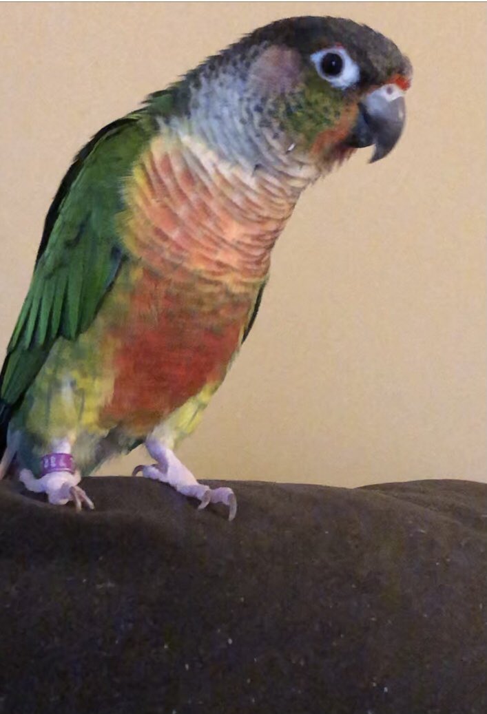 TheLisa3D's tweet photo. Apparently today is #NationalPetBirdDay so I thought I’d share my Kiwi for some much needed cuteness https://t.co/1oH7gCQWNy