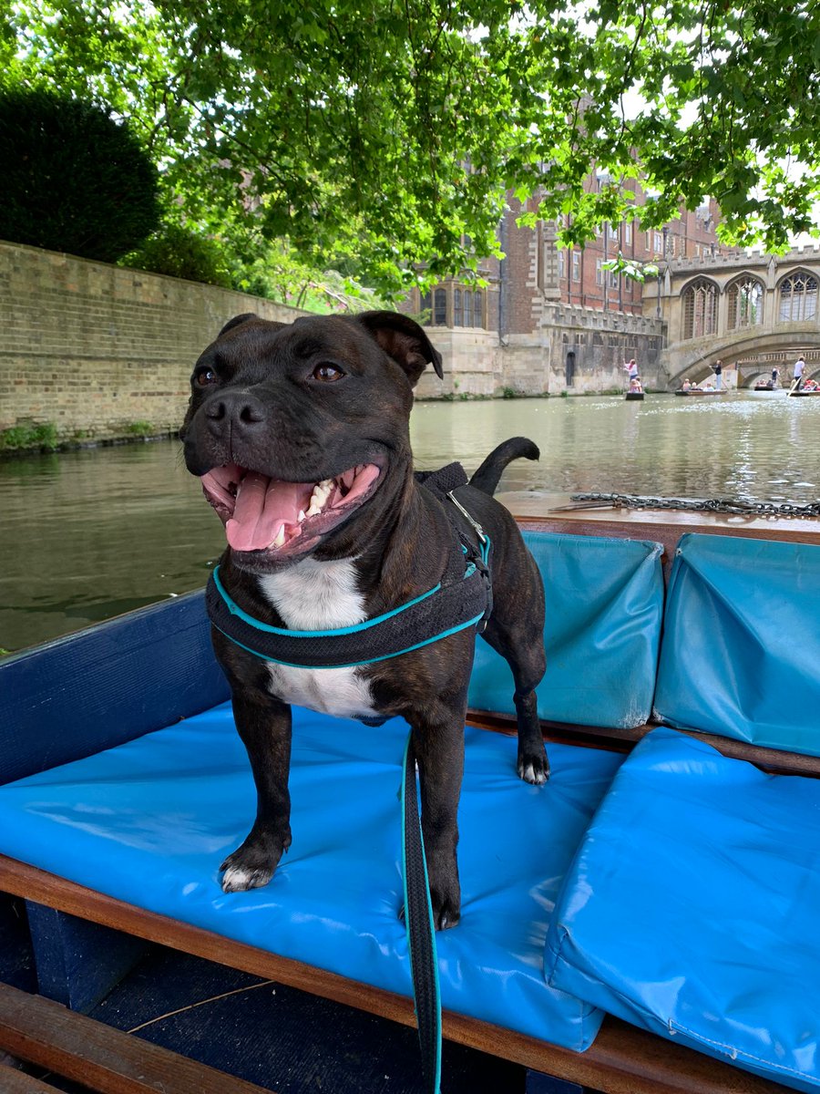Bear checking out Cambridge.
