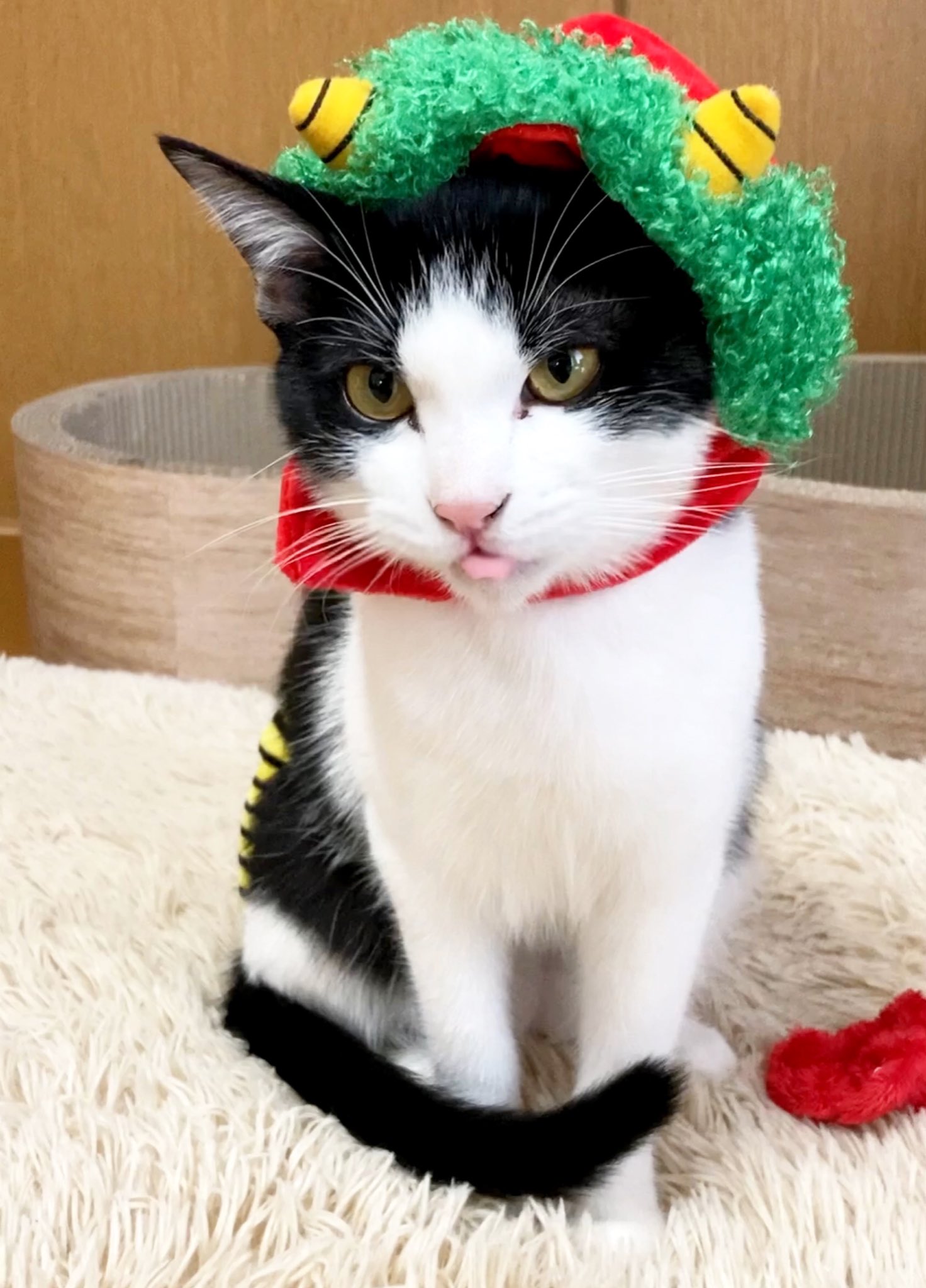 保護猫ベニとハク おへそを隠せー ブーがこっちに来てるにゃり 高木ブー 雷様 ラムちゃん 鬼 T Co 9m76njkmvg Twitter