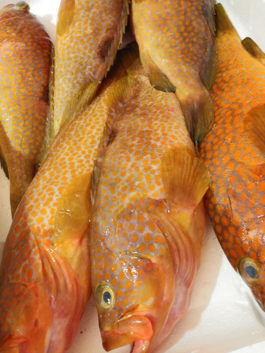 魚智水産 アカハタ アコウ ウチワハギ かわはぎ