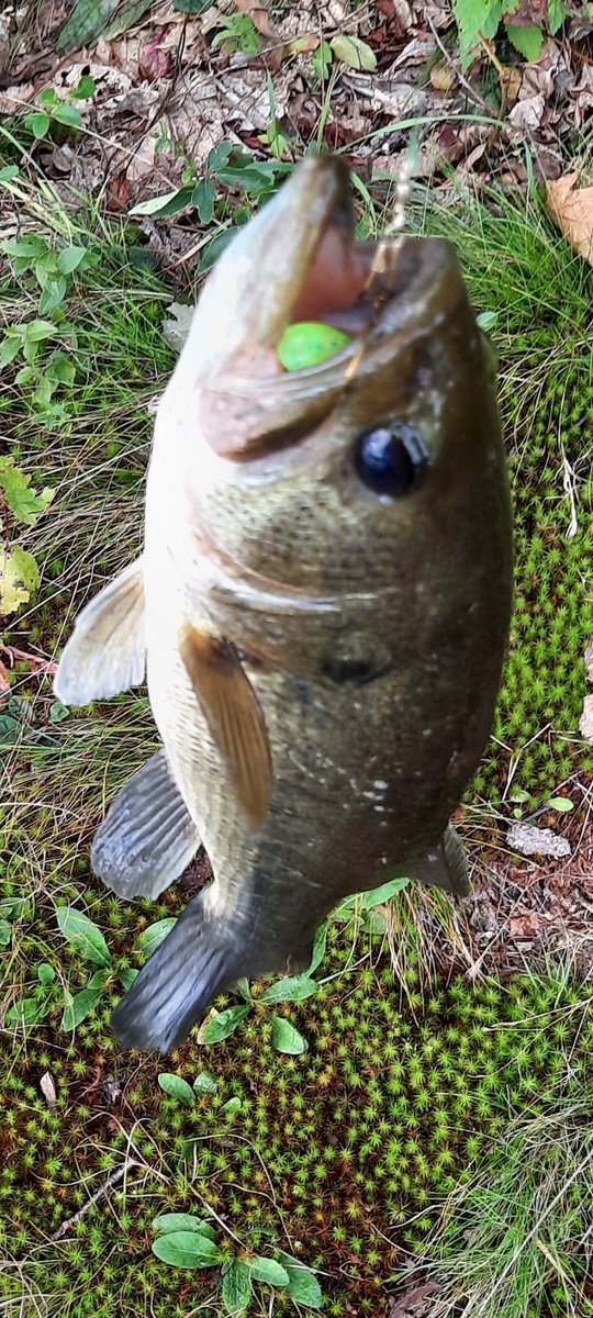 stackbunzZz's tweet image. Took me all day to catch 1 fish today.  But hey, a bad day fishing is still a better day at work . #pafish #bass @Pennsylvania #fishing