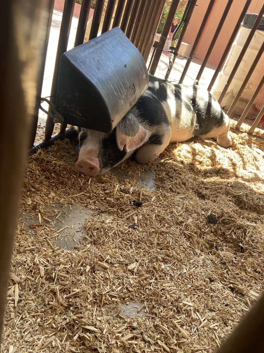 DGESTigers's tweet photo. Our fourth and fifth graders had a wonderful time at the fair today! 

“Chin up, Chin up! Everybody loves a happy face.” -Charlotte’s Web #DGES #DGTigers #charlottesweb #FairDay #ExpoNM #StateFair #STEMDay @ABQschools @APSLZ1 https://t.co/RiimzPNjAV