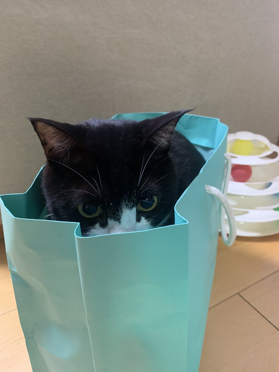 紙袋ってどこで売ってる どこで買える 普段使いもできる便利紙袋の売ってる場所や買える場所はここ どこでカエル