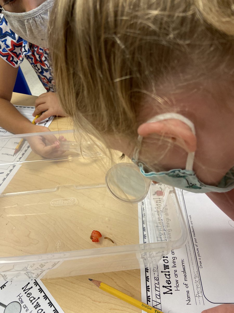 CTrommels's tweet photo. First graders had so much fun exploring and experimenting with living and non-living things in science! Thanks for the mealworms Mrs. Barth! 🪱🐛 https://t.co/FHTdTucXjZ