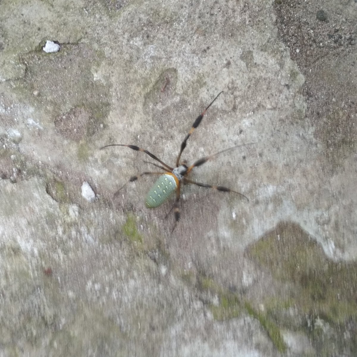 Hola, <a href="/Arachno_Cosas/">Soy aracnólogo, pregúntame lo que quieras</a>. Estas arañas empezaron a salir hace un año en mi colonia en Xalapa, Ver. ¿Podrías darnos información sobre ellas? Están por todas partes en el exterior (cables de luz, árboles, tubos, etc.) ¡Gracias!