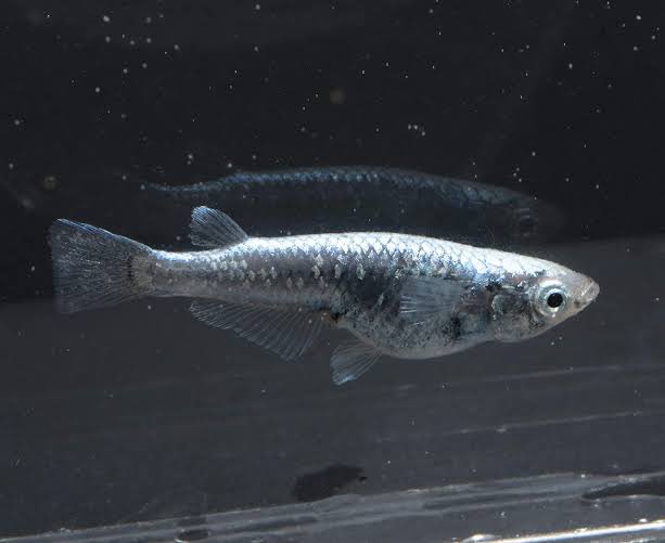 メダカ沼もあるのか メダカは新種を作り出した生産者が名付けられるので サバの極み とか 魔王 とか珍名だらけになってる Togetter