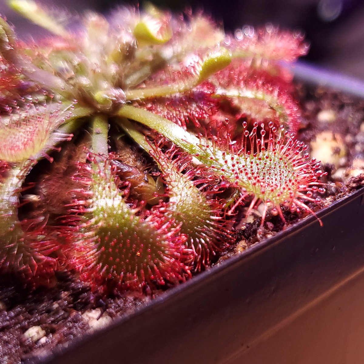 skenchoutdoors's tweet photo. Here are a couple of my Drosera:
D. natalensis
D. sessilifolia
#botany #plants #stophumanity #drosera #sundews #plantsthateatthings https://t.co/tmmBUsRhpo
