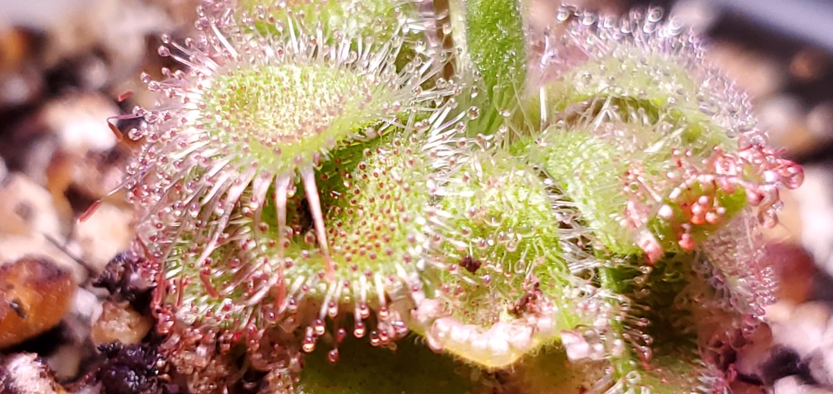 skenchoutdoors's tweet photo. Here are a couple of my Drosera:
D. natalensis
D. sessilifolia
#botany #plants #stophumanity #drosera #sundews #plantsthateatthings https://t.co/tmmBUsRhpo