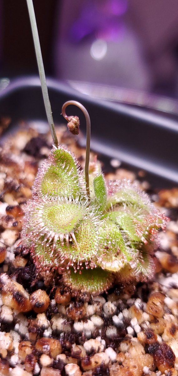 skenchoutdoors's tweet photo. Here are a couple of my Drosera:
D. natalensis
D. sessilifolia
#botany #plants #stophumanity #drosera #sundews #plantsthateatthings https://t.co/tmmBUsRhpo