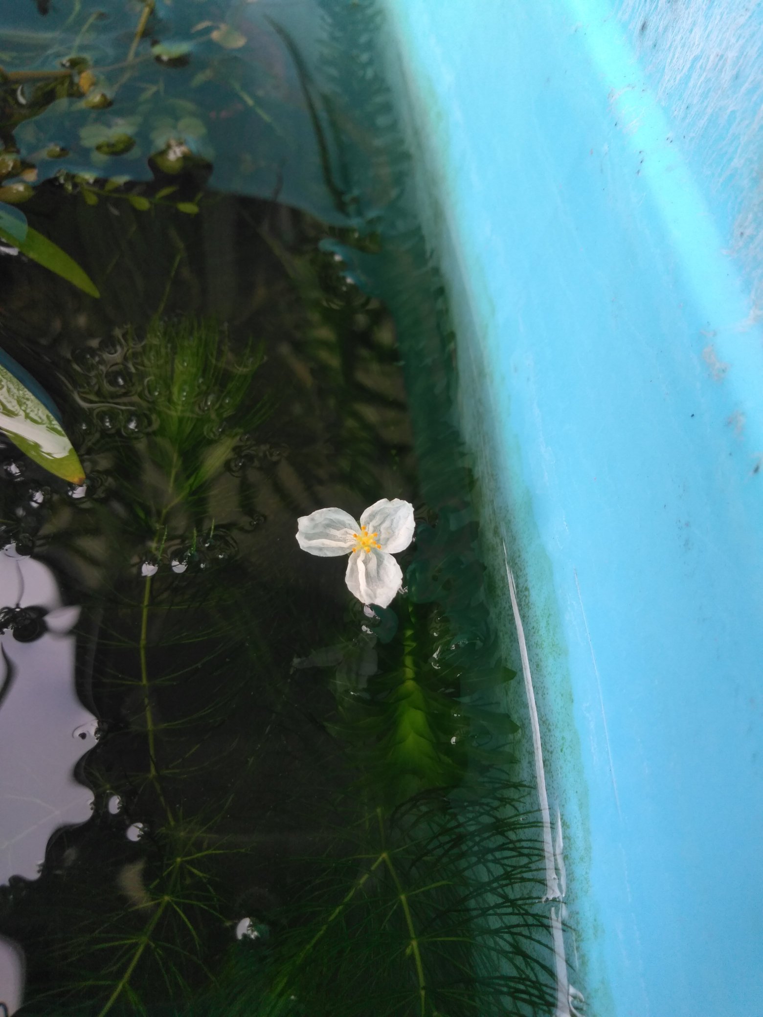 アナカリスの花 Căutare Twitter Twitter