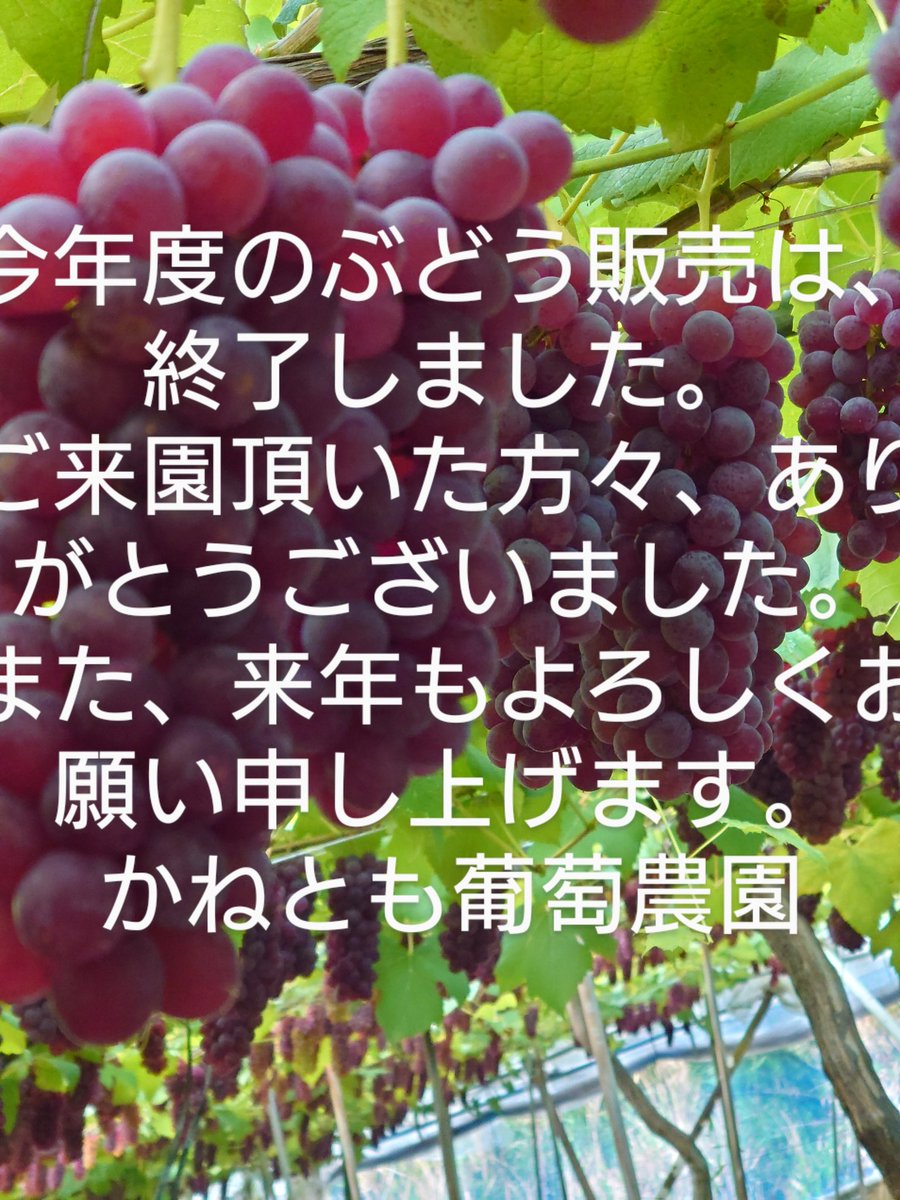 かねとも葡萄農園 Twitter Search