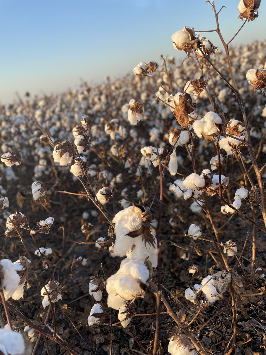 I never get tired of this view. #thrivewithphytogen #Harvest2021 #southtexassunset #whitegold #cotton