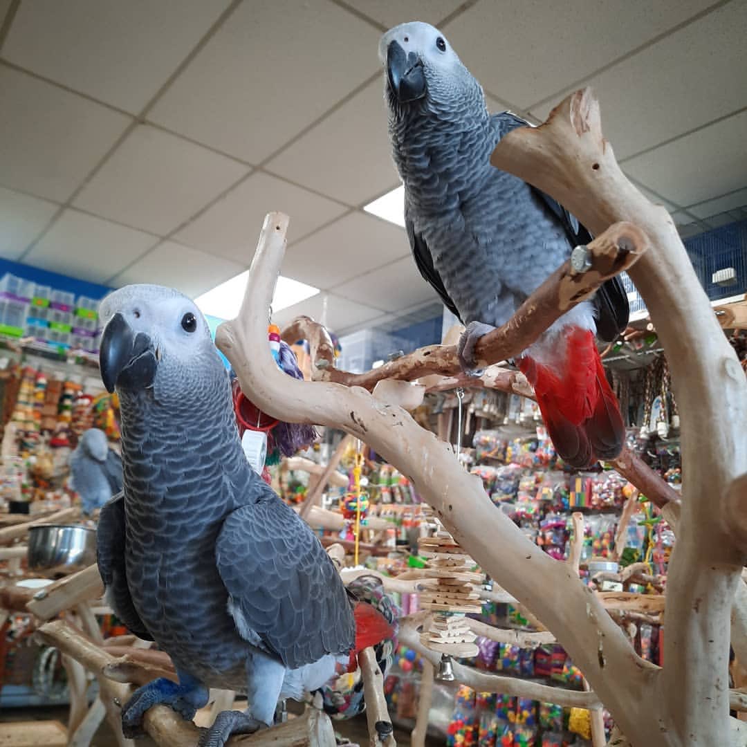 Good morning! Happy Saturday ! 🌞 African grey parrots for sale 
timiesbirds.com/product/buy-af…

#timiesbirds#africangreyparrot #africangreycongo #ontopoftheworld #ontop #hangingout #justchillin