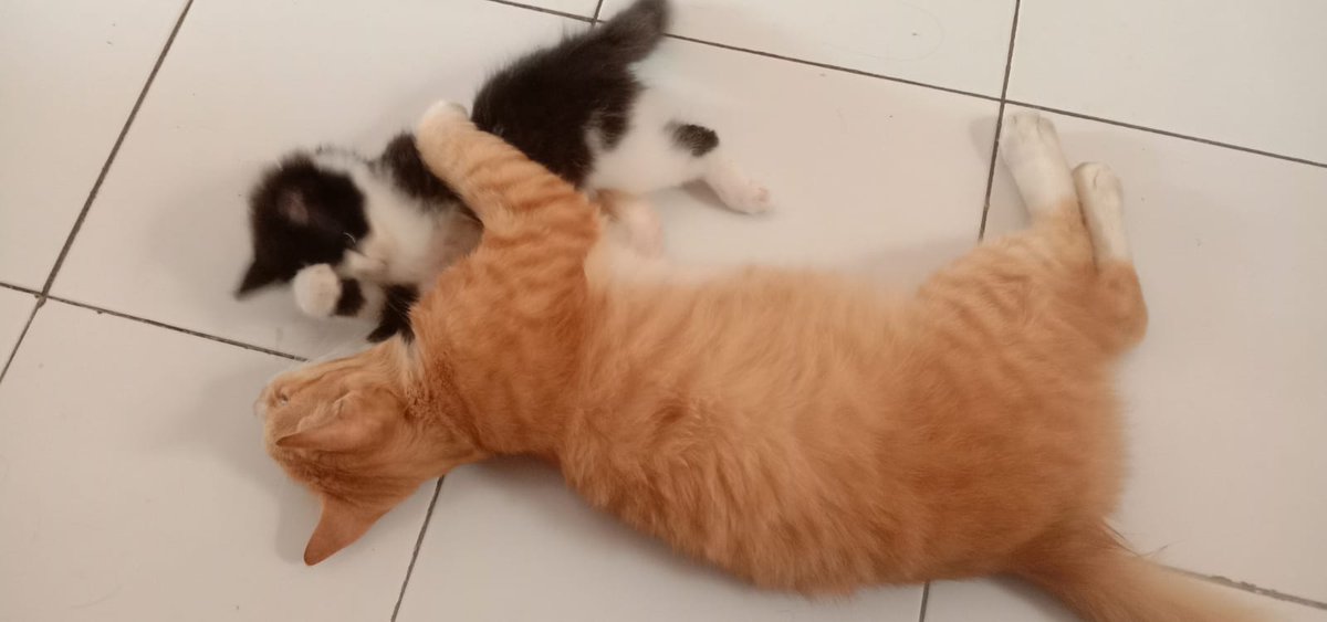 PurwaDR's tweet photo. @kochengfess Salam dr ade abang, beda indukan 😜 https://t.co/k82ivf68kM