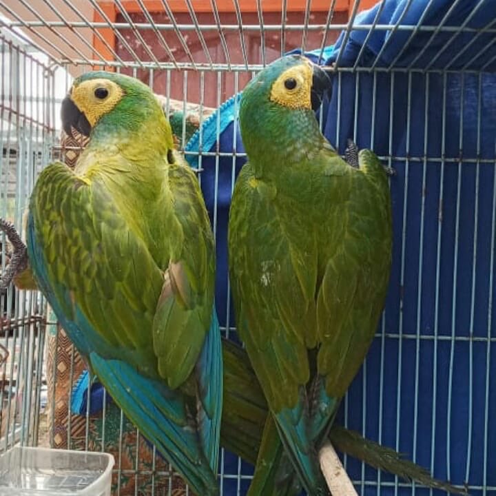 Red bellied macaw
DNA sexing
Available for new homes