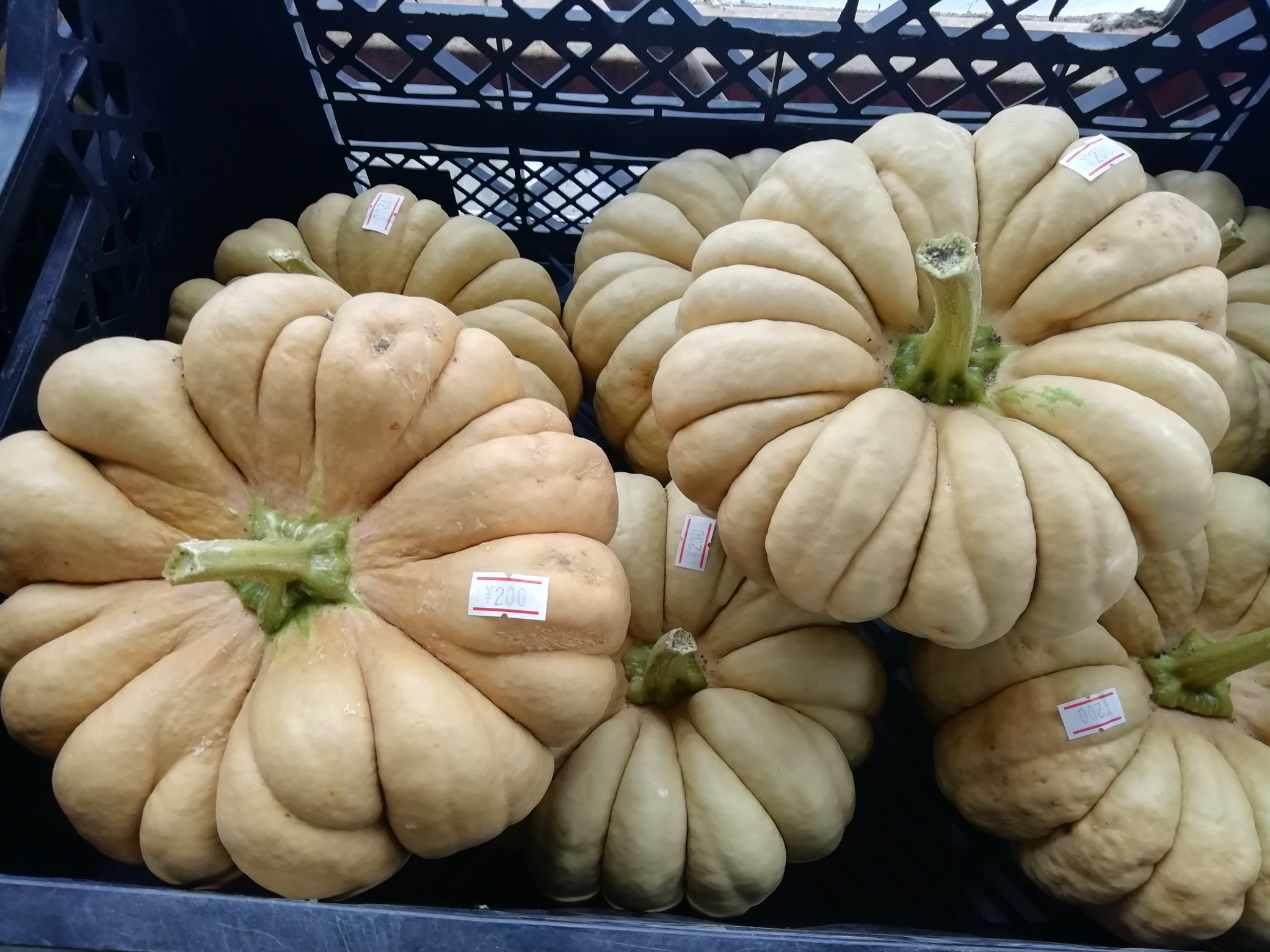 花のまつうら もう1種類かぼちゃがありました 白皮砂糖かぼちゃ販売開始です 100円から300円 形がすごくかわいいのでハロウィンまで飾るのがおすすです 花のまつうら T Co 3iajd1tkk6 Twitter