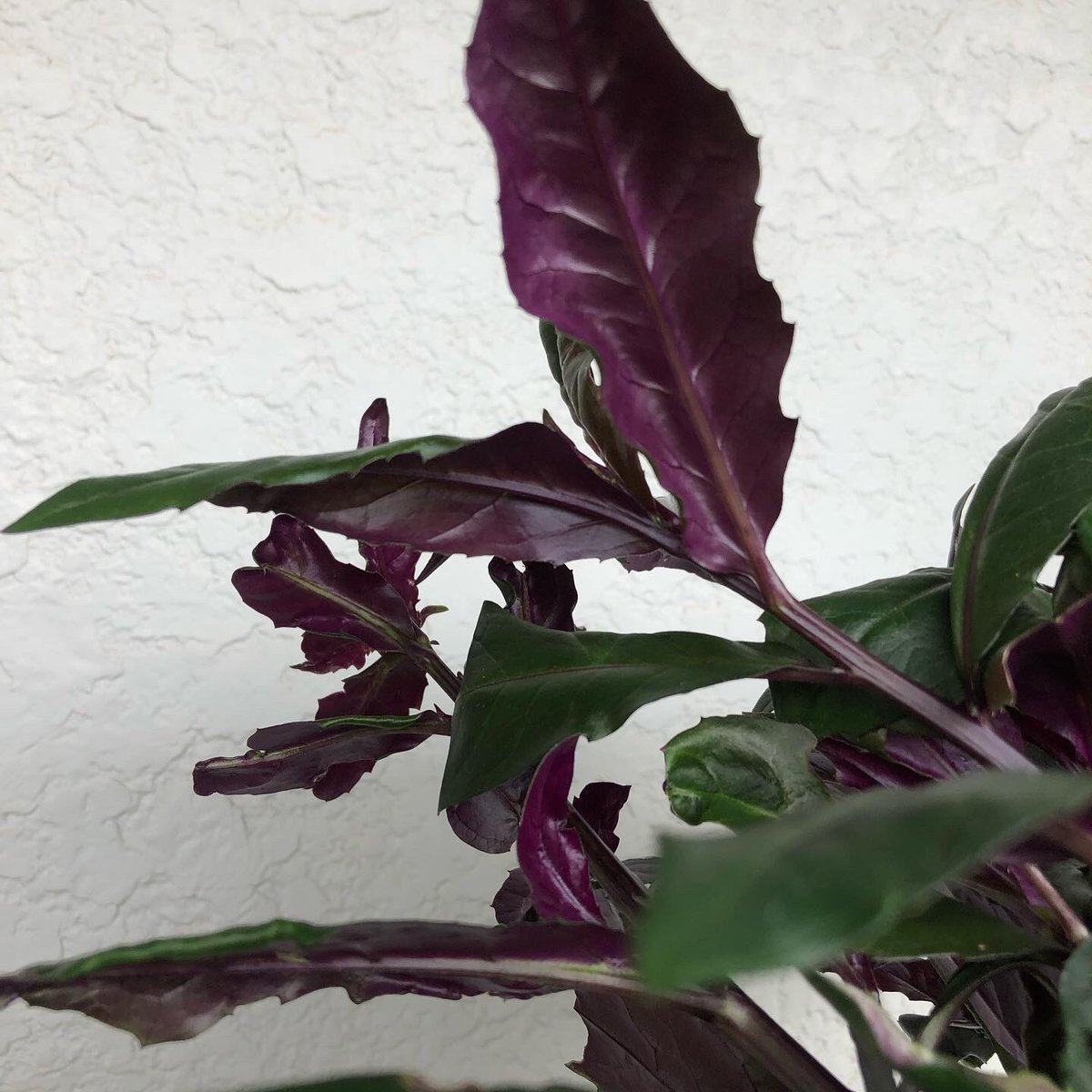 寅 今日の収穫 庭のプランター菜園 いろいろ片付けたり刈り込んだりして収穫 1枚目 畑の間引き苗を植えたら育ったモロヘイヤ 2枚目 またまた茂りまくってた金時草 4枚目 むせるような香りのヴェルヴェーヌ 5枚目 セルバチコ とらのにわ T Co