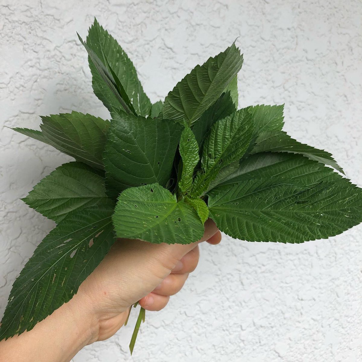 寅 今日の収穫 庭のプランター菜園 いろいろ片付けたり刈り込んだりして収穫 1枚目 畑の間引き苗を植えたら育ったモロヘイヤ 2枚目 またまた茂りまくってた金時草 4枚目 むせるような香りのヴェルヴェーヌ 5枚目 セルバチコ とらのにわ T Co