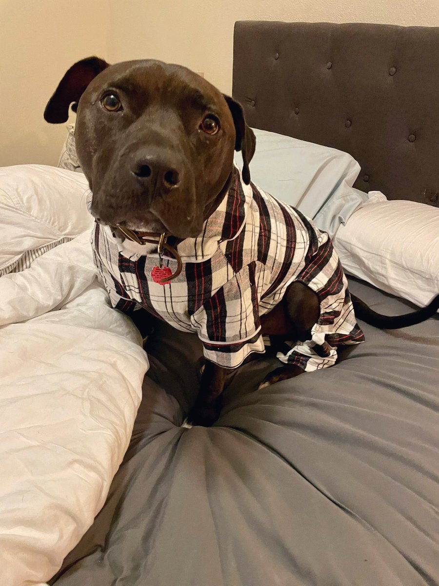 laurenguerra6's tweet photo. Parker wanted to show everyone his PJ’s tonight 
I know he’s a dog but he’s the light of my life 😭💜 been there with me through it all https://t.co/VN3LwQgghc