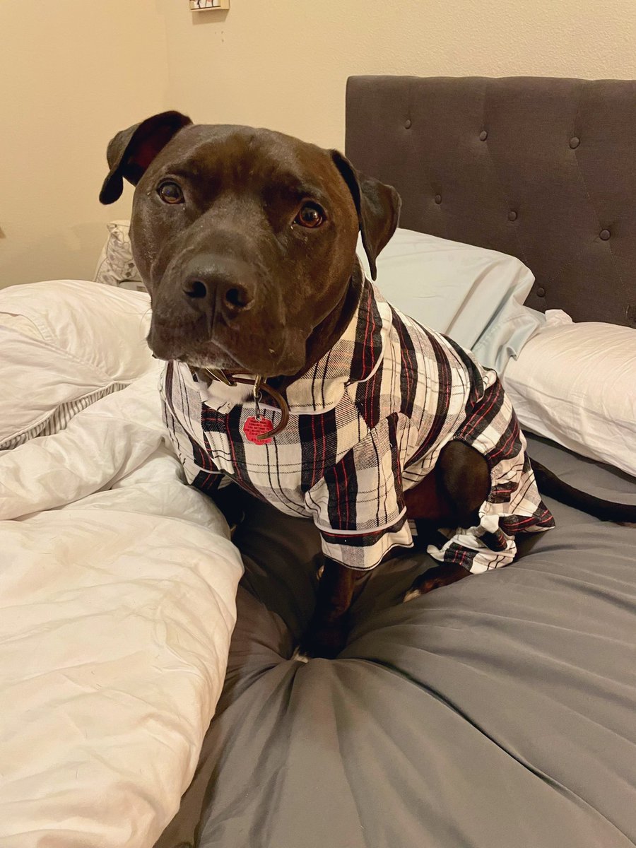 laurenguerra6's tweet photo. Parker wanted to show everyone his PJ’s tonight 
I know he’s a dog but he’s the light of my life 😭💜 been there with me through it all https://t.co/VN3LwQgghc