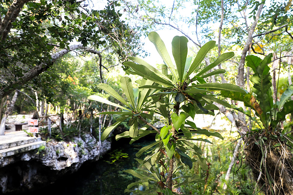 DeepMexico1's tweet image. Diving in Cenote El Eden

A beautiful cenote with plenty of space, is like a large pool in which you can snorkel, cave dive and cave dive.

Write us : info@deepmexico.com
web : deepmexico.com

#DeepMexico #deepmexicodive #scubaadicts #scubadivingaddicts #scubadiving