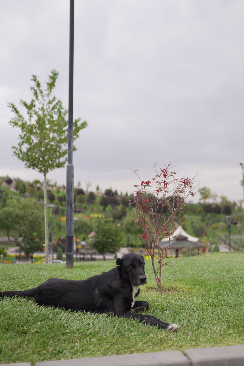 ankarasincanbld's tweet photo. Günaydın!

Hafta sonunun tadı Harikalar Sera'da çıkar. 🐶🐈‍⬛

#minikdostlar #SincanBelediyesi #Sincan #Ankara #Belediye https://t.co/C89a4EZ9XQ