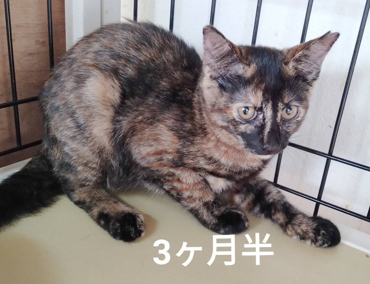 保護猫カフェ 猫ホテル ねこんチ Nekonchi Twitter 保護猫カフェ 猫ホテル ねこんチ Nekonchi Twitter