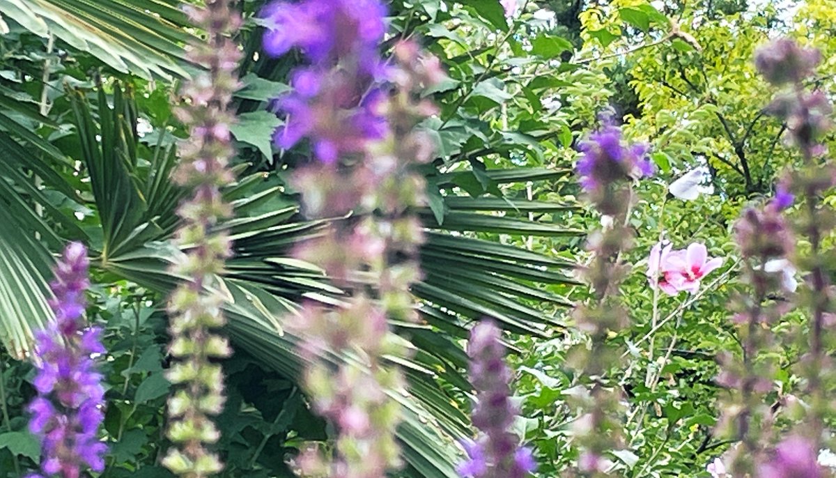 Sumi Re V Twitter ムクゲ 夏から 花期の長い花 見納めの頃 花びらを雨粒が飾る 花のある風景 花写真 花 Photography Flower Tlを花でいっぱいにしよう Sumi Re V Twitter ムクゲ 夏から 花期の長い花 見納めの頃 花びらを雨粒が飾る 花のある風景 花写真 花 Photography Flower Tlを花でいっぱいにしよう