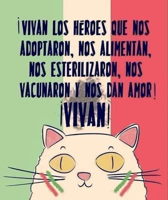 😔🥺 #JusticiaParaRocky
Este acto cobarde no puede ni debe  quedar impune...
La irresponsabilidad de las personas q queman pirotecnia debería ser castigado como maltrato animal...
Los peluditos sufren demasiado con el sonido de los mismos..❤️🐾🐶🐕🦮🐕‍🦺.