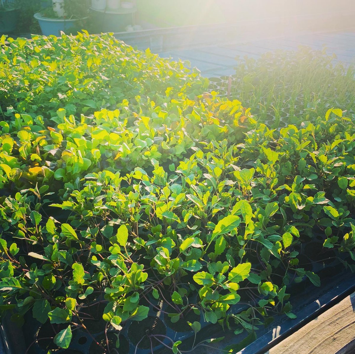 GeorgiaVanC's tweet photo. Thereβs nowhere else in LA that Iβd rather be for sunset!! Farming with my fav farmer Richard at the Los Angeles Mission! So grateful to have a whole new supply of plants this week!! I love our @artsbridgegap @laurbanfarms farm at @thelamission #urbanfarm #farming #healthyproduce https://t.co/QkAqYjIxjR