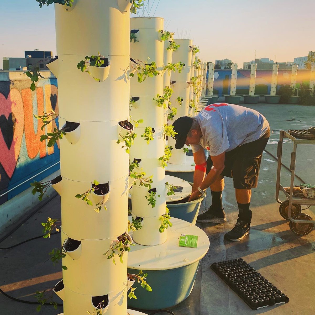 GeorgiaVanC's tweet photo. Thereβs nowhere else in LA that Iβd rather be for sunset!! Farming with my fav farmer Richard at the Los Angeles Mission! So grateful to have a whole new supply of plants this week!! I love our @artsbridgegap @laurbanfarms farm at @thelamission #urbanfarm #farming #healthyproduce https://t.co/QkAqYjIxjR