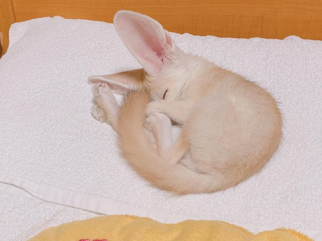 Daily Fennecs 🦊 tweet media