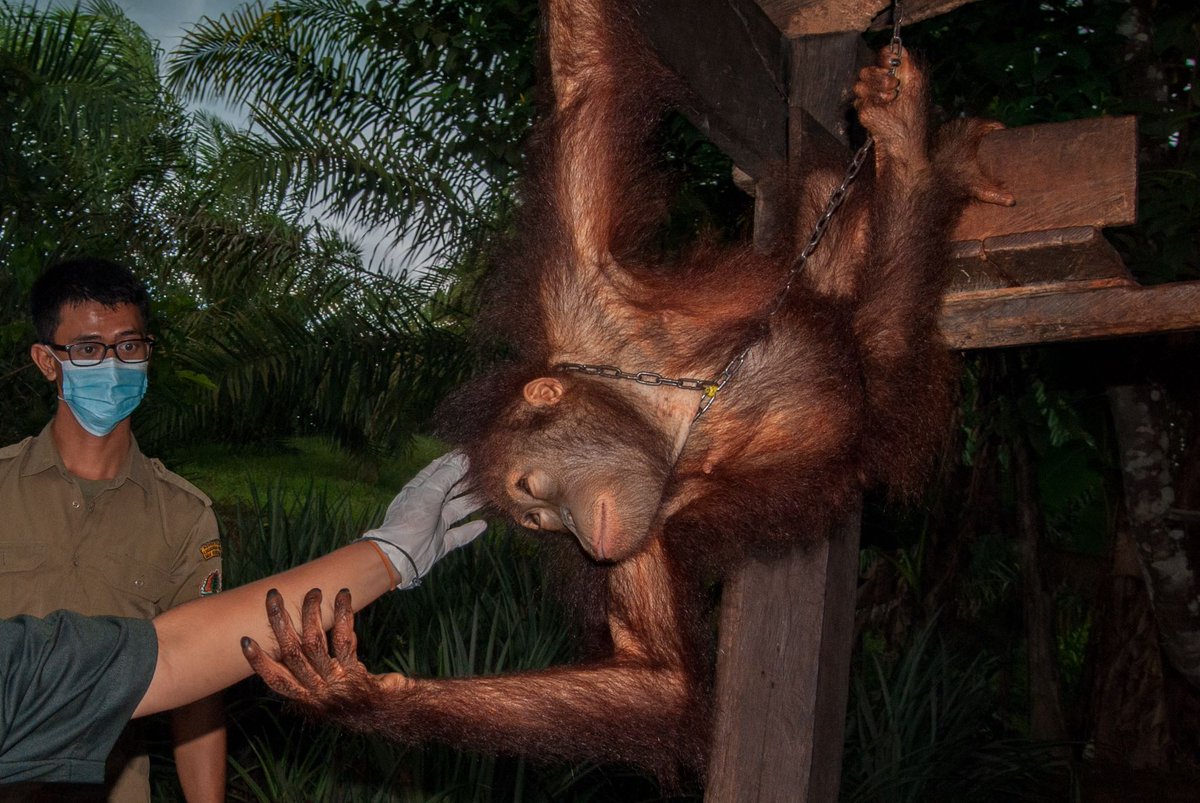 OrangutanTOP's tweet photo. Our #BorneanOrangutanRescueAlliance has rescued another #orangutan from a life of misery. Four-year-old Rembo was shackled, huddled beneath a home, with only a tiny wooden box for shelter. You can be part of this work: https://t.co/Obz10M2q51
#TheOrangutanProject #TOP #BORA https://t.co/2UiIUz5FYl