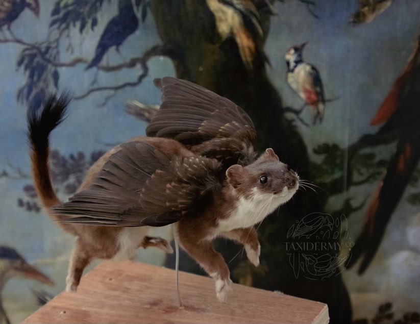 Injecting a bit of whimsical fun in to the world, just when it needs it the most! ✨ My child like imagination has never escaped me :) #taxidermy #fantasycreature #artistontwittter #vultureculture