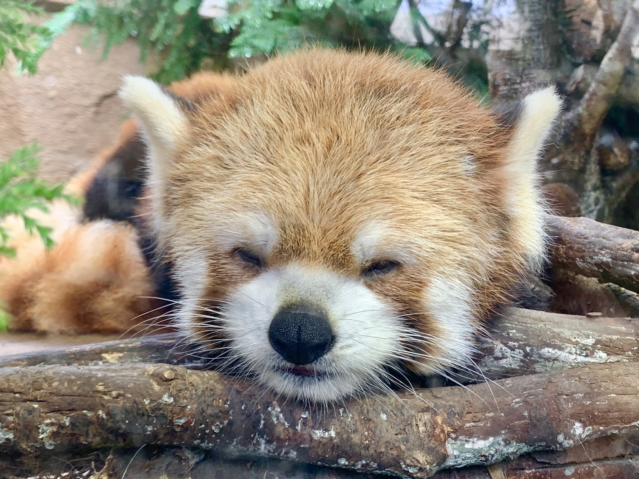 那須どうぶつ王国 国際レッサーパンダデー ジジの幸せな寝顔 先日のレッサーパンダデーinstagram Liveはこちら T Co 25vzrknthk ジジ 那須どうぶつ王国 T Co S0mf0w3zlh Twitter