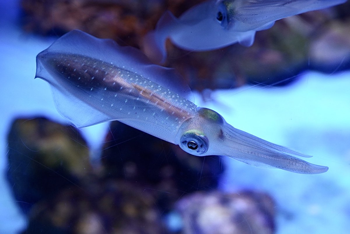 男鹿水族館gao 公式 V Twitter アオリイカは落ち着いている時は体が透けています アオリイカ 男鹿水族館 男鹿水族館gao 公式 V Twitter アオリイカは落ち着いている時は体が透けています アオリイカ 男鹿水族館
