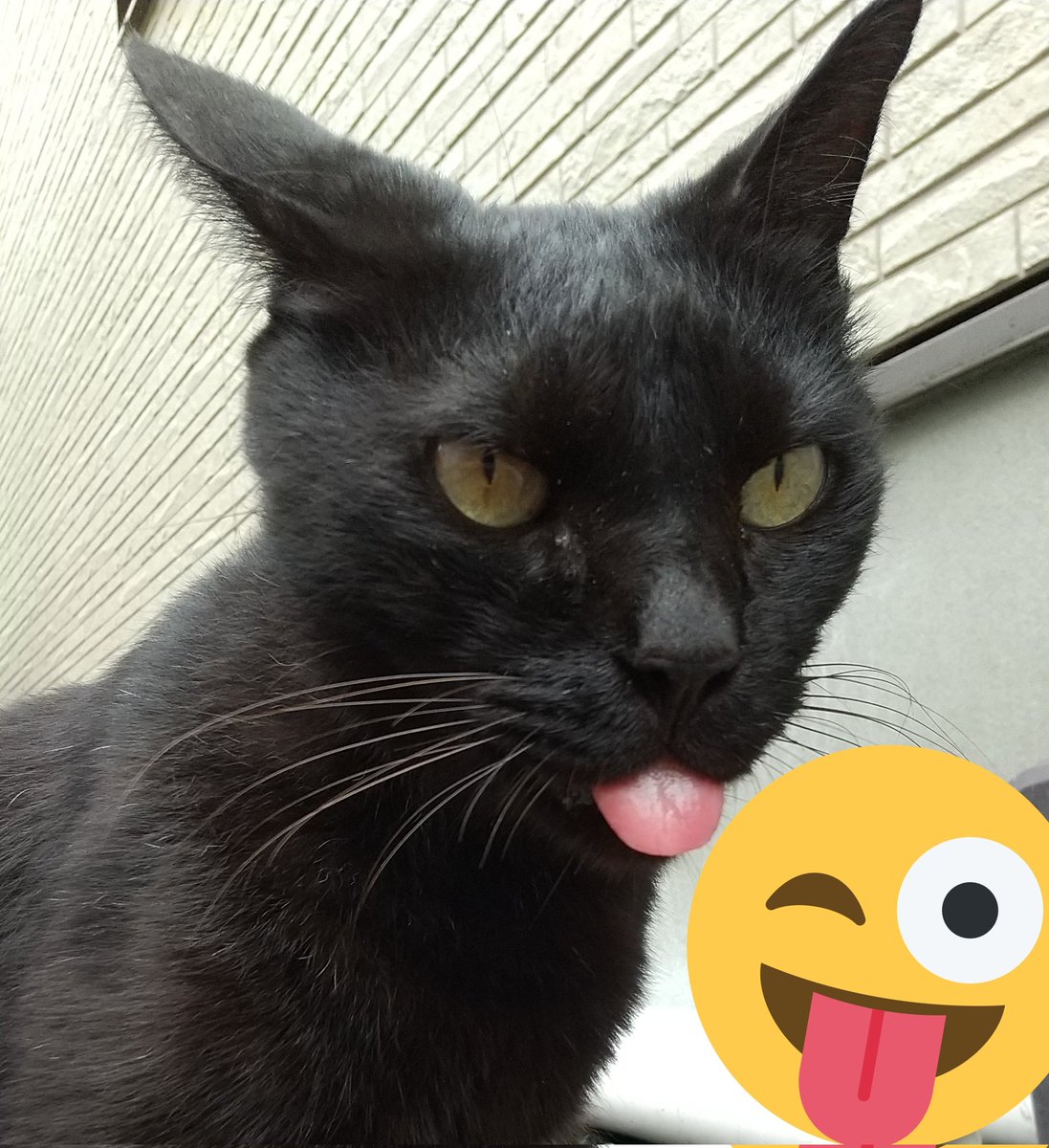 ট ইট র エミュー 黒猫 こんにちは クロちゃんです 朝は雨が降っていて 猫さんの出席率が悪かったです クロちゃん 先程遊びに来てくれて 早めのお昼 いっぱい ۶ ナデナデ モフモフさせてもらいました 今 庭でくつろいでいます 午後から雨