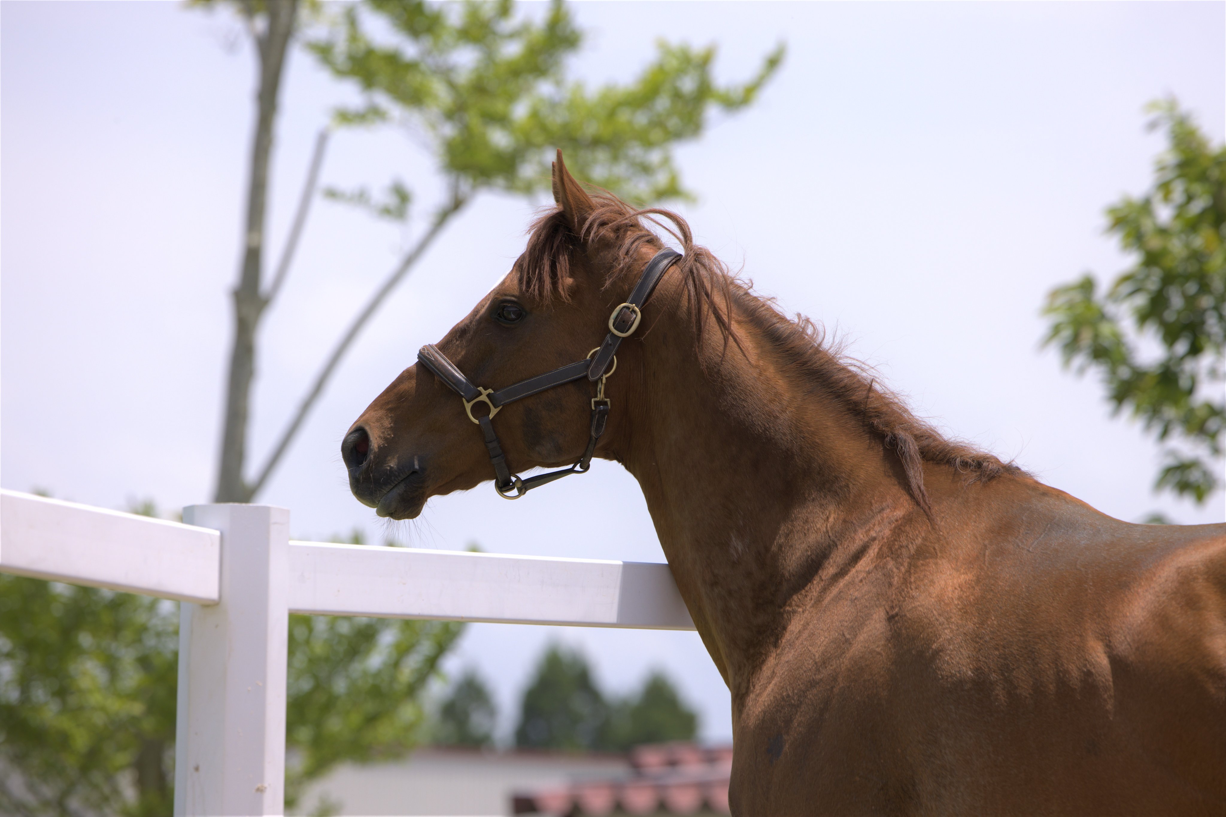 Old Friends Japan オールド フレンズ ジャパン ティーハーフ 横顔もいいでしょ ティーハーフ 引退競走馬 競馬 サラブレッド Ottb T Co Yolvafgryv Twitter