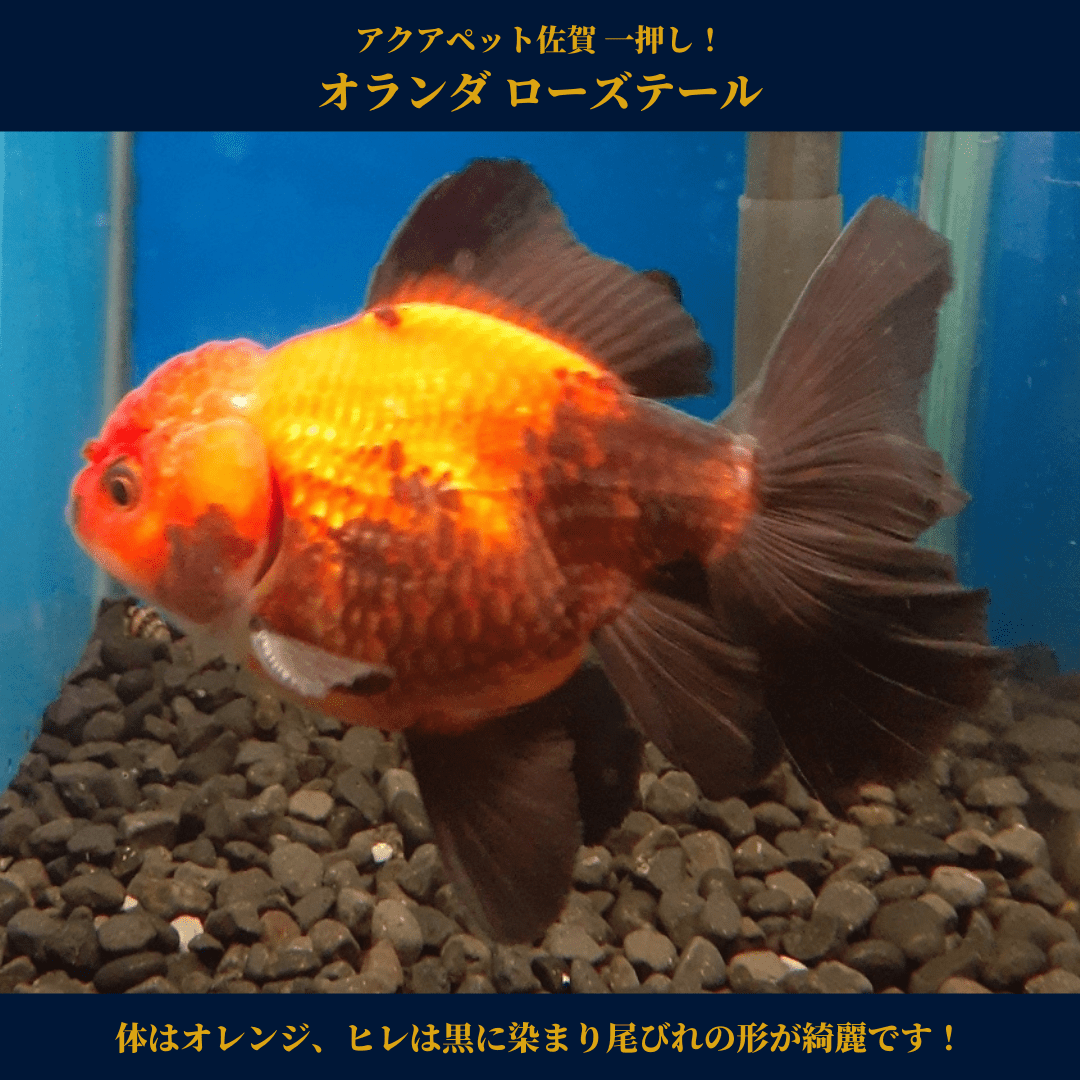 アクアペット 小倉 佐賀 長崎 大分 おはようございます アクアペット佐賀 の入荷情報です T Co 8nqfxekznc オランダ ローズテール 金魚 ネイチャーアクアリウム 水槽レイアウト 熱帯魚水槽 アクアリウムショップ 熱帯魚ショップ