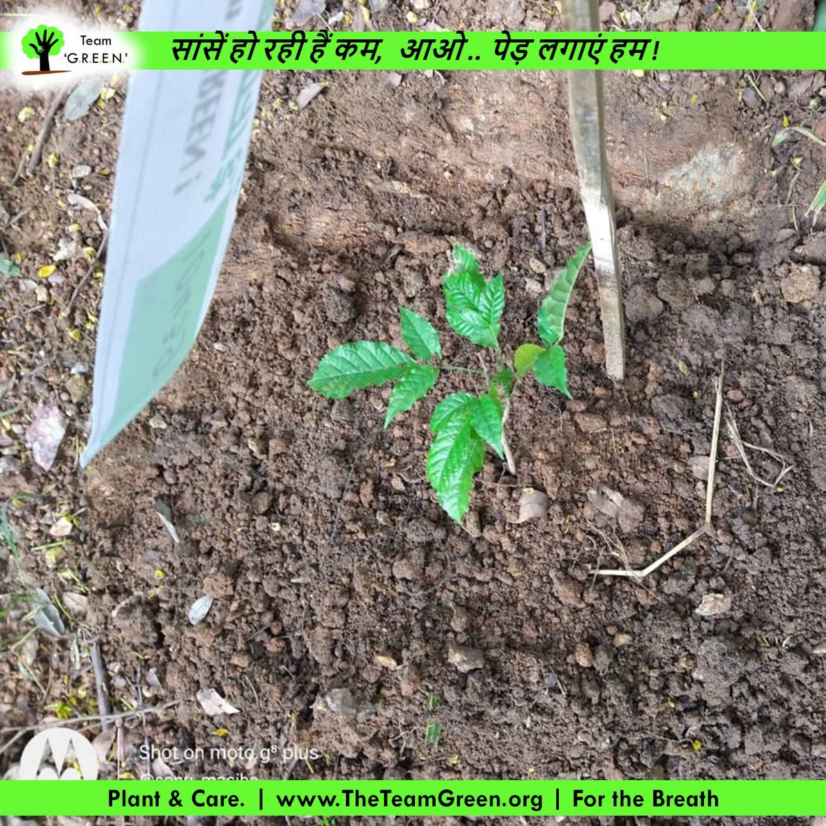 TweetTeamGREEN's tweet photo. September 12 2021
#Plantation drive at Ursalline school sundil, #Ranchi
#SundaySignature #GoGreen #TreePlantingDay #TreesForLife #treeplantation #PlantTrees #NatureLovers #ProtectNature #ProtectPeople #SaveTrees #ClimateActivists #EarthHour #TogetherWeCan #GreenArmy #PlanetAlive https://t.co/k8MdTihbDP