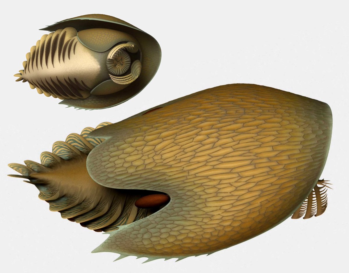 JohnRMoffitt's tweet photo. 1. Reaching up to a foot in length, a new anomolacarid species, Cambroraster falcatus, comes from the famous 506-million-year-old Burgess Shale.
#MiddleCambrian
@ScientistMel https://t.co/TRZnMCJppb