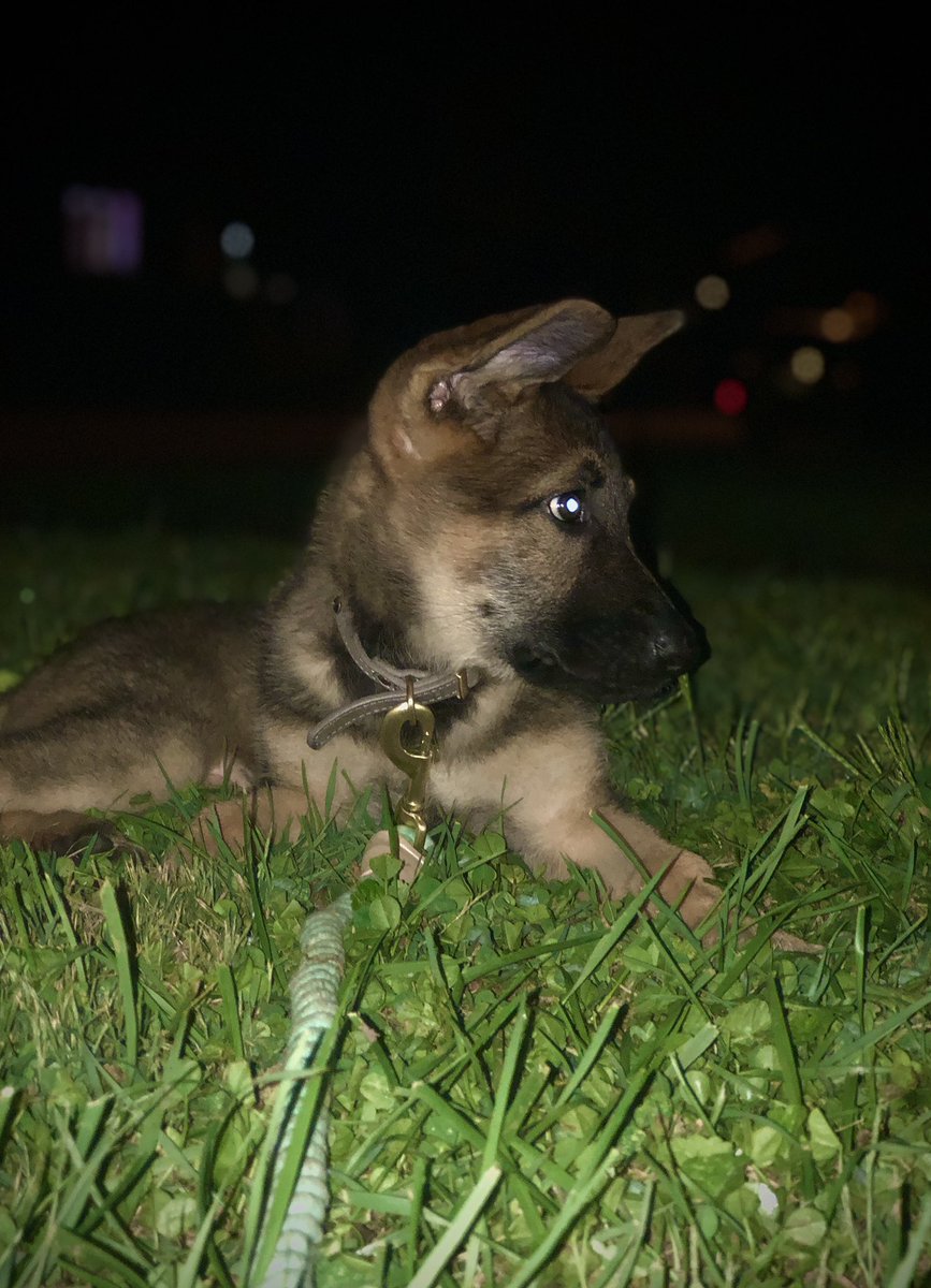 Madipowell_50's tweet photo. Blessing everyone with  pictures of Athena because I can’t stop obsessing over her😍🥰 https://t.co/SDSiYggnzK