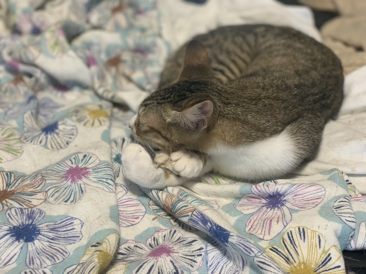 NeKo16InU1 tweet picture