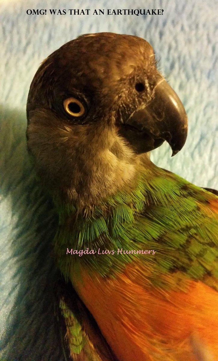 MagdaLuvsHummrs's tweet photo. OMG! Was that 👀👀 an earthquake? #NeeNeeBird 🦜 #earthquake #LosAngeles https://t.co/brwAljKYl7