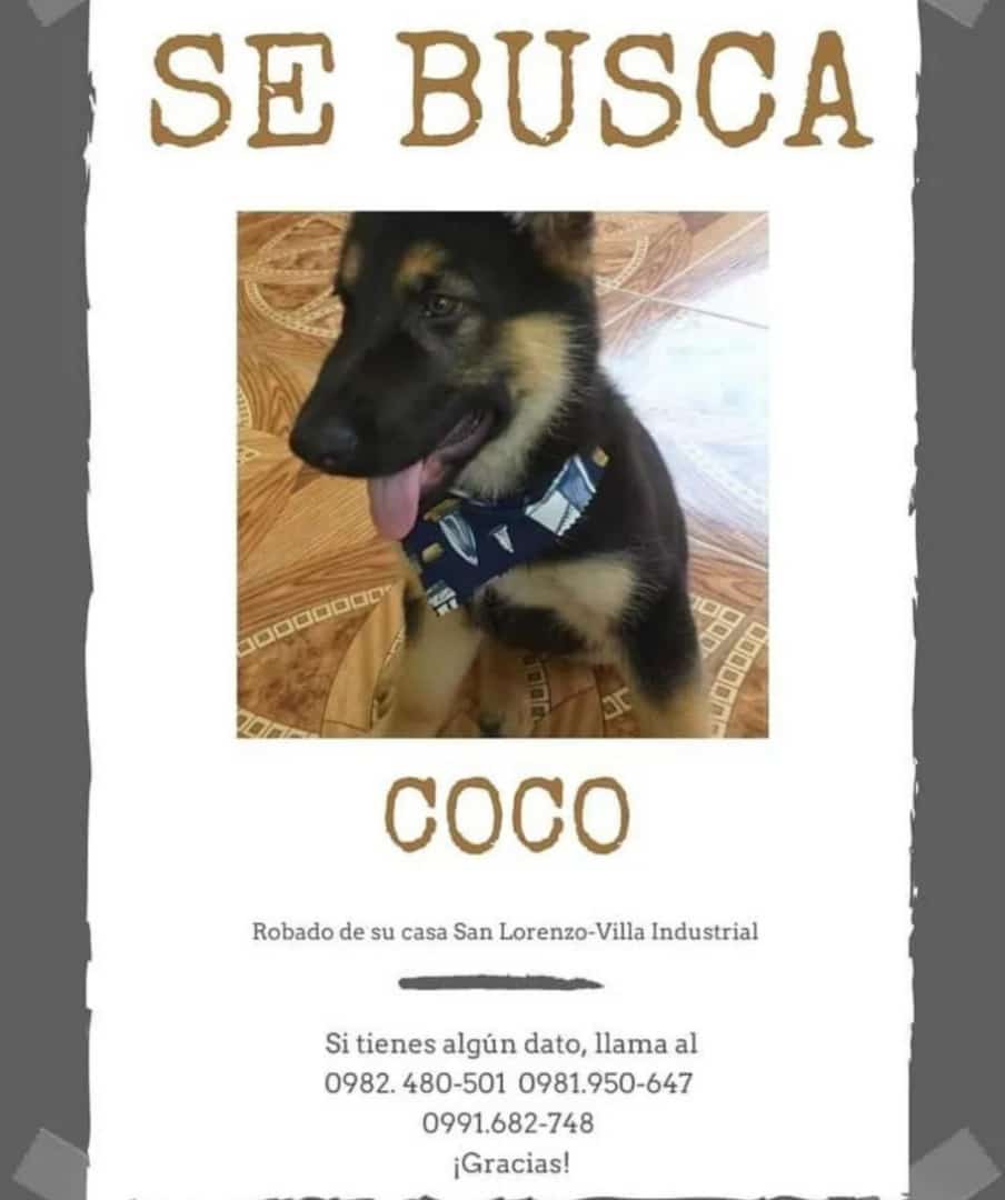 mymbaroga2's tweet photo. Si saben de quien venda pastor o lo ve en algún patio favor avisar https://t.co/QwrBZUWgvg