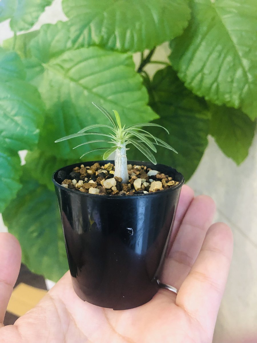 陽介ベイベー على تويتر 現地株じゃなく実生だけど 念願の グラキリスゲット ちっさ 和名は 象牙宮 少し徒長してるけど 可愛い Hshs ヤバい アガるぜ 丸っこくなればいいなぁ 塊根植物 観葉植物 パキポディウム グラキリス