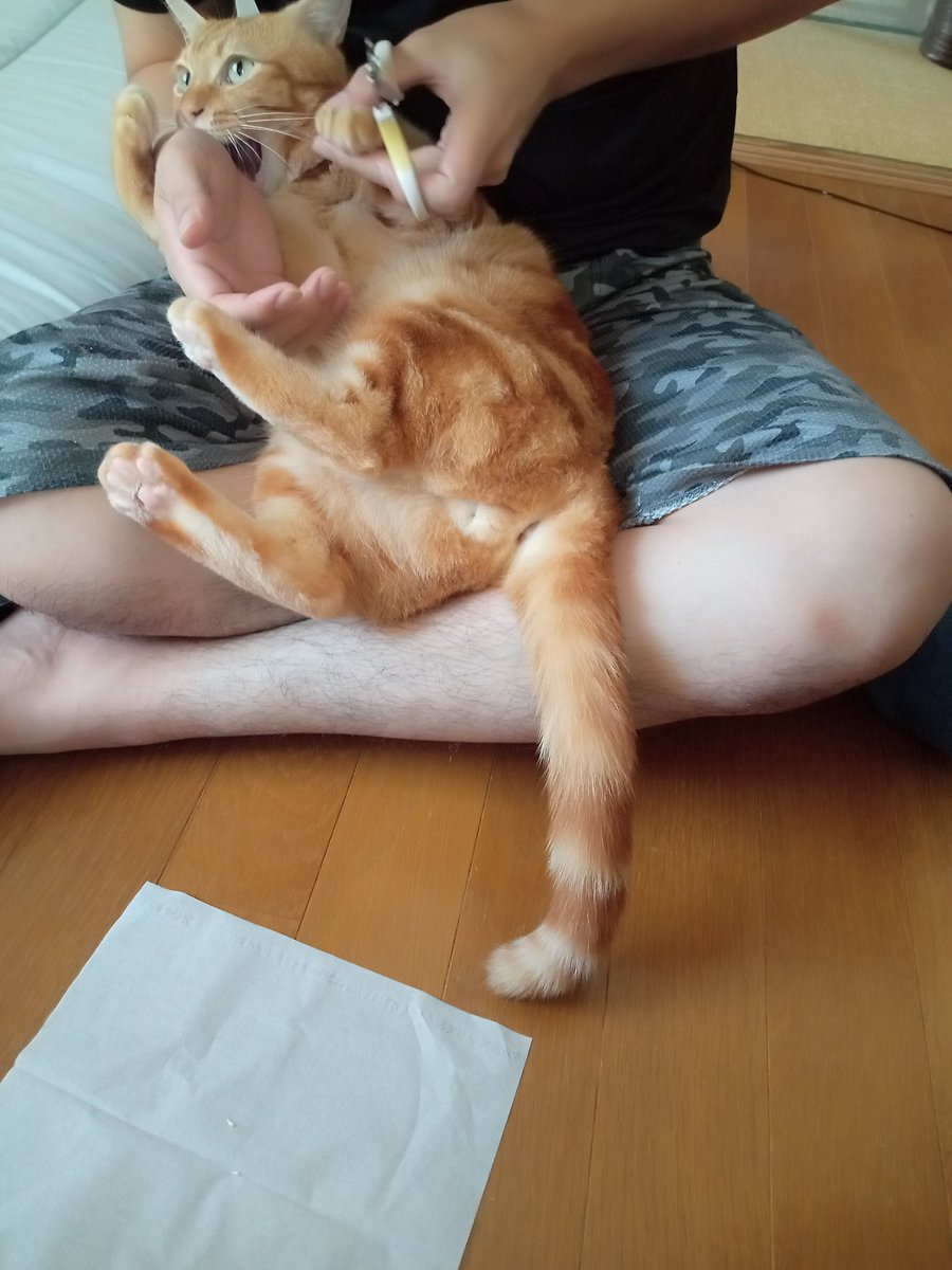6kcf5DECisumoSm's tweet photo. 爪切りいやニャー😾
ヤメレー💢 https://t.co/ASATwEzNEO