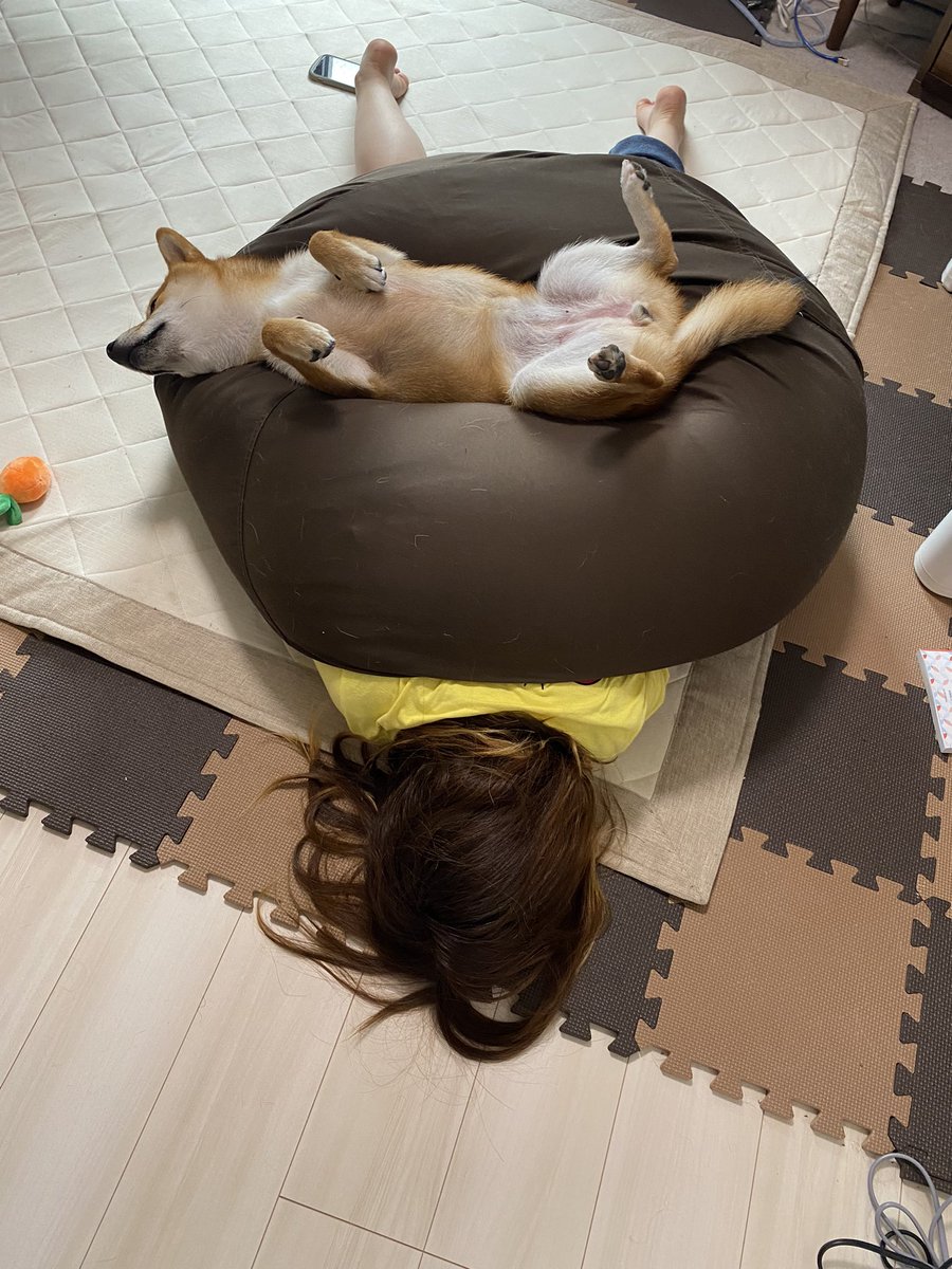 これは事件のにおい 飼い主を下敷きにヘソ天する柴犬ちゃん 謎の状態について聞いた ブリーダーナビ