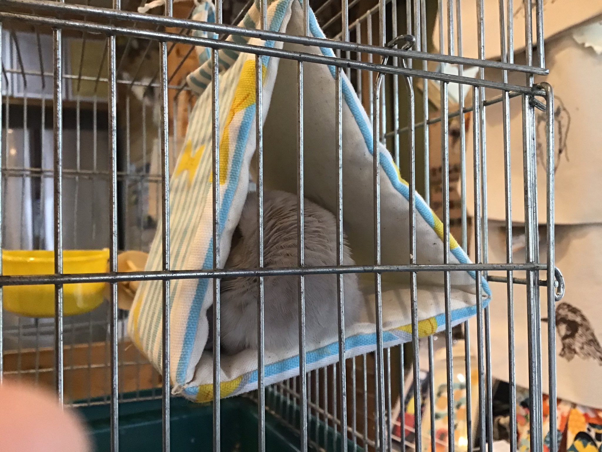 コザクラインコ販売 Twitter Search Twitter