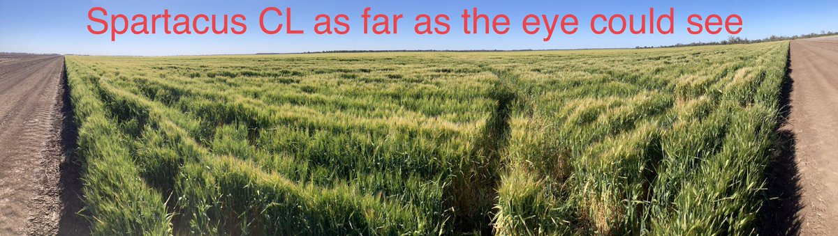 ⁦<a href="/InterGrain1/">InterGrain</a>⁩ Spartacus CL performing well in NW NSW again!